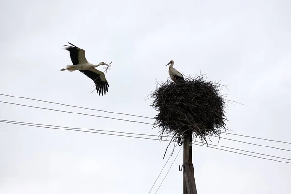 White stork with tree twig in beak returning to his nest — Stockfoto