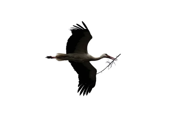 White stork with tree twig in beak returning to his nest — Stock Photo, Image