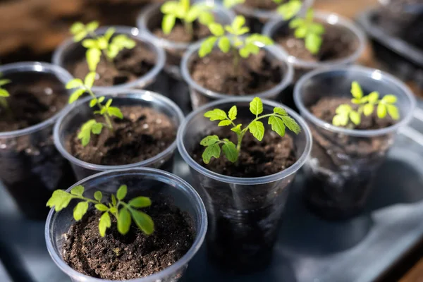 Piccole piantine in vetro plastico su un davanzale — Foto Stock