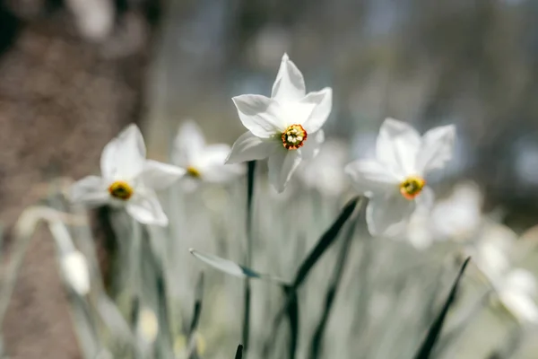 Narciso flores close-up — Fotografia de Stock