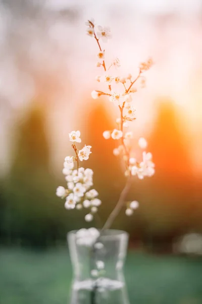 春天的时候，玻璃花瓶上挂着白樱花枝条 — 图库照片