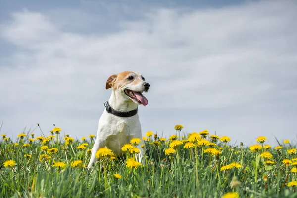 Jack Russel terrier en el prado de flores —  Fotos de Stock