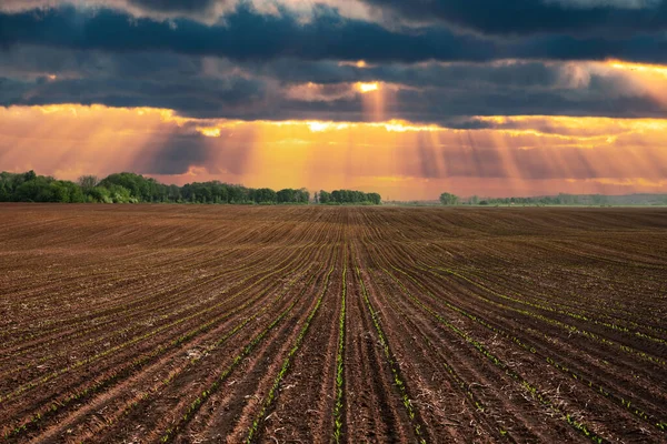 Linhas de milho verde e ondas dos campos agrícolas da Ucrânia — Fotografia de Stock