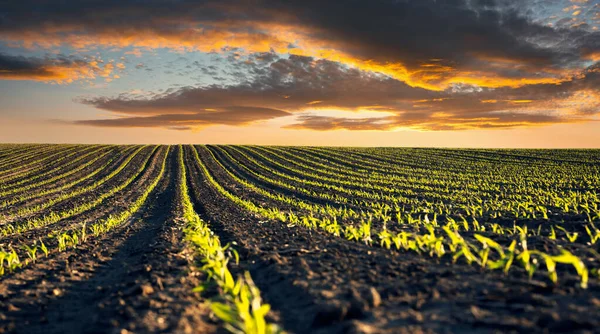 Grüne Maisreihen und Wellen der landwirtschaftlichen Felder der Ukraine — Stockfoto