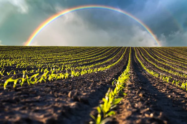 Zielona kukurydza wiersze i fale pól uprawnych Ukrainy — Zdjęcie stockowe