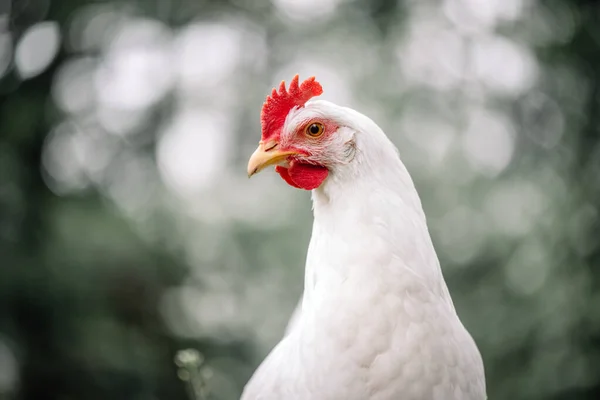 자유 로운 사거리흰 닭 레그혼 품종 — 스톡 사진