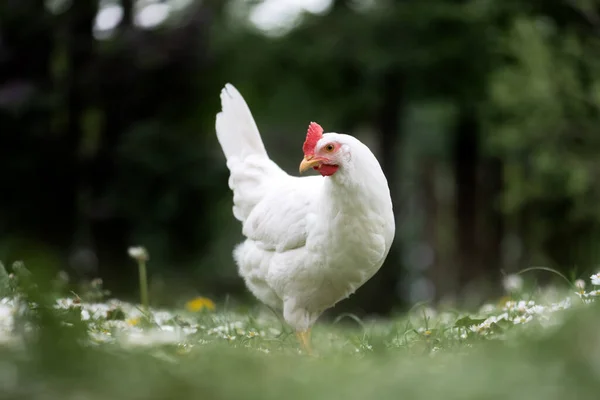 Free range white chicken leghorn breed — Stock Photo, Image