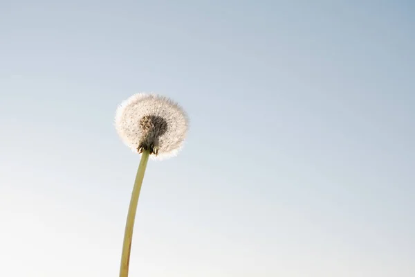 Fluffy single dandelion flower at clear blue sky background — Stock Photo, Image