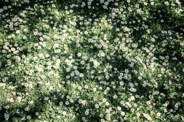 Fleurs de marguerite sur prairie de printemps — Photo