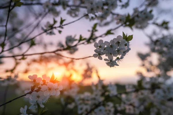 Třešňová větev s květy kvete při západu slunce — Stock fotografie