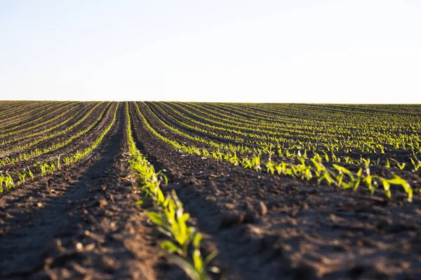 Filas Maíz Verde Las Olas Los Campos Agrícolas Ucrania Contexto —  Fotos de Stock