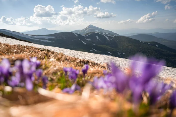 Krokus Kwiaty Wiosnę Ukraińskie Karpaty Góry Fotografia Krajobrazu — Zdjęcie stockowe