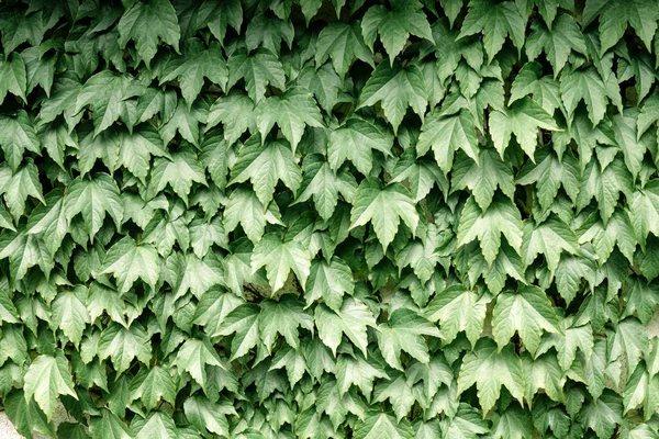 Closeup Nature View Green Creative Layout Made Green Leaves Forest — Stock Photo, Image