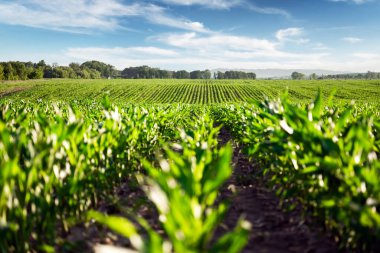 Ukrayna 'nın tarımsal alanlarında yeşil mısır tarlaları. Arka planda mavi gökyüzü. Kırsal tarım arazisi