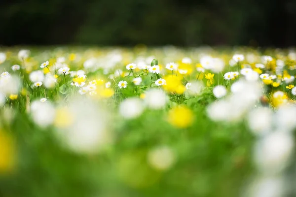 Fleurs Blanches Jaunes Gros Plan Forêt Printanière Prairie Forestière Couverte — Photo