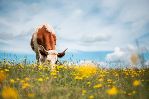 Vaca Marrom Campo Flor Com Flores Amarelas Pastagem Com Grama — Fotografia de Stock