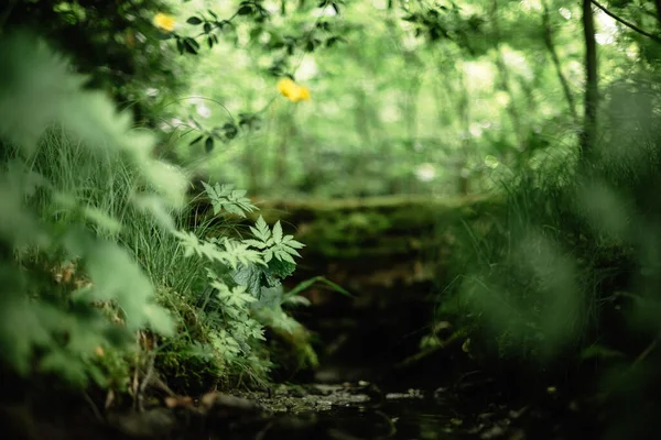 Πράσινα Φυτά Και Γρασίδι Πυκνό Δάσος Closeup Έννοια Υποβάθρου Φύσης — Φωτογραφία Αρχείου