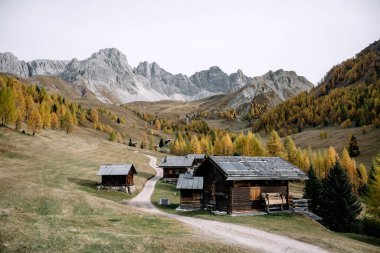 İtalyan Dolomite Alpleri 'ndeki Valfreda Vadisi' nde muhteşem bir sonbahar manzarası. Ahşap kulübeler, sarı çimenler, turuncu karaçam ormanı ve arka planda karlı dağlar. Dolomitler, İtalya. Peyzaj fotoğrafçılığı