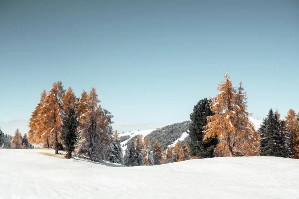 Paesaggio Pittoresco Con Larici Arancioni Ricoperti Dalla Prima Neve Sul — Foto Stock