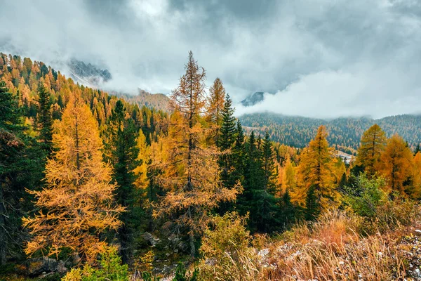 Incroyable Vue Automne Sur Les Alpes Dolomites Italiennes Forêt Mélèzes — Photo