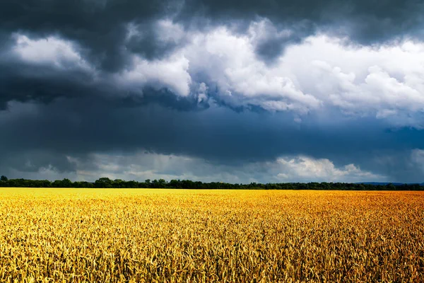 Ripe Wheat Spikelets Golden Field Infront Dramatic Dark Sky Rainy — Photo