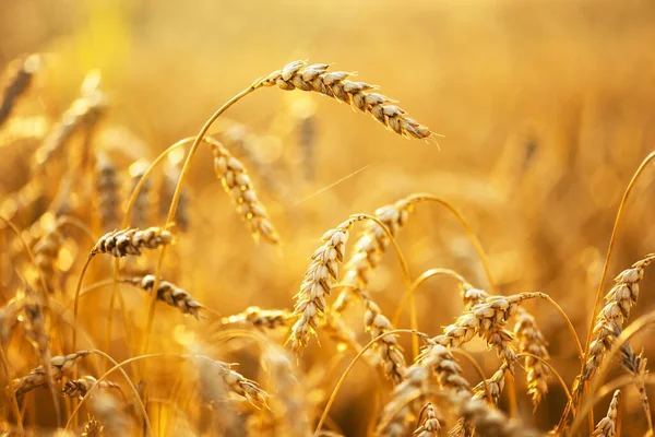 Ripe Wheat Spikelets Golden Field Glowing Orange Sunset Light Industrial — ストック写真
