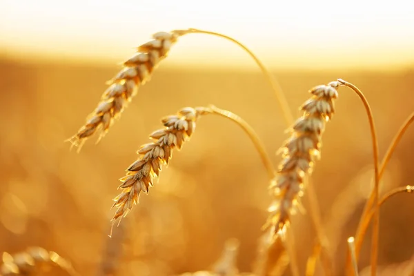 Ripe Wheat Spikelets Golden Field Glowing Orange Sunset Light Industrial — ストック写真