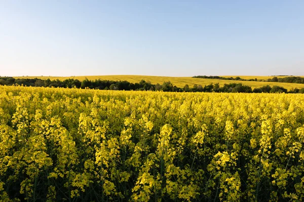 蓝色天空背景下的黄色油菜田 景观摄影 — 图库照片