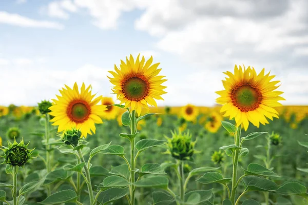 Sunflower Field Blue Sky Closeup Landscape Photography — Φωτογραφία Αρχείου