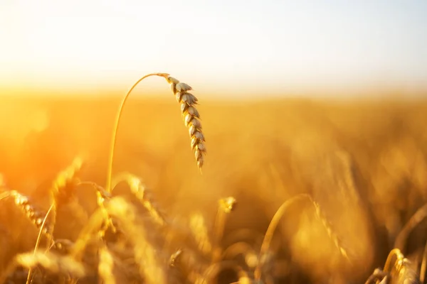 Ripe Wheat Spikelets Golden Field Glowing Orange Sunset Light Industrial — Zdjęcie stockowe