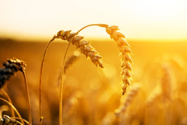 Ripe Wheat Spikelets Golden Field Glowing Orange Sunset Light Industrial — ストック写真