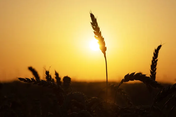 Ripe Wheat Spikelets Golden Field Glowing Orange Sunset Light Industrial — Zdjęcie stockowe