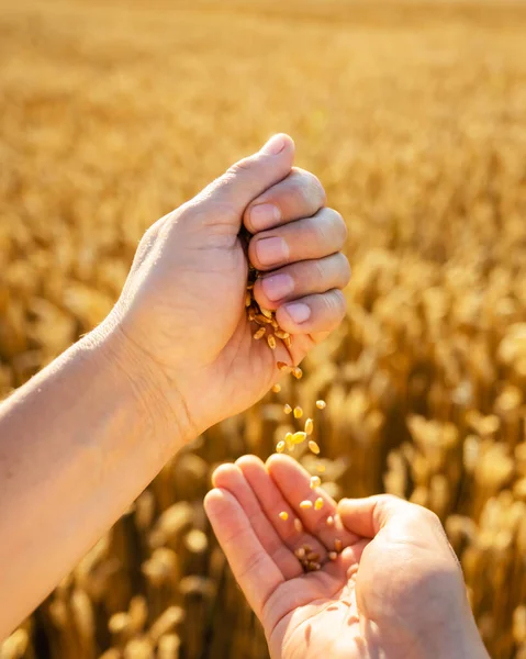 Reife Weizenkörner Den Händen Der Agronomen Auf Einem Goldenen Feld — Stockfoto