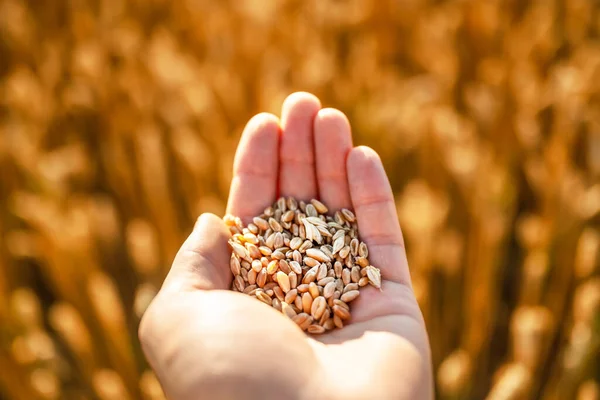 Ripe Wheat Grains Agronomist Hand Golden Field Glowing Orange Sunset — Photo