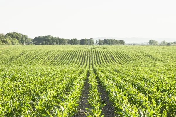 Filas Maíz Verde Las Olas Los Campos Agrícolas Ucrania Contexto — Foto de Stock