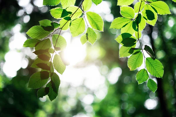 春になるとブナの緑の葉が木々の背景にぼやけて見えなくなります 自然の緑の植物や生態系の背景として利用するコピースペース — ストック写真