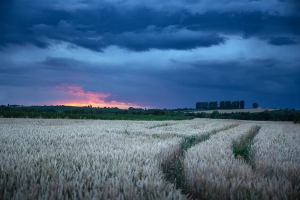 Ripe Wheat Spikelets Rural Field Infront Dark Evening Sky Rainy —  Fotos de Stock