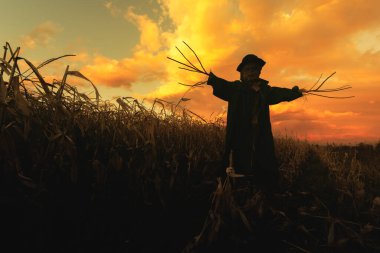 Scary scarecrow in a hat and coat on a evening autumn cornfield during sunset. Spooky Halloween holiday concept. Halloweens background