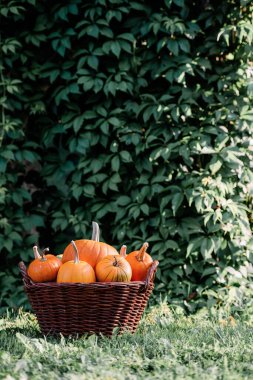 Different kind of pumpkins in garden basket. Halloween and thanksgiving holiday and autumn harvest background
