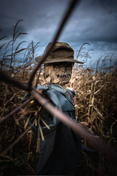 Scary Scarecrow Hat Coat Evening Autumn Cornfield Spooky Halloween Holiday —  Fotos de Stock