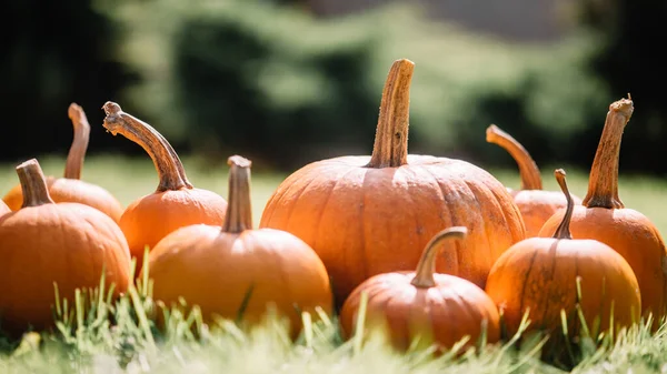 Different kind of pumpkins in garden grass. Halloween and thanksgiving holiday and autumn harvest background