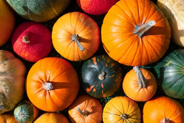 Different Colourful Kind Pumpkins Closeup Halloween Holiday Autumn Background — Stockfoto
