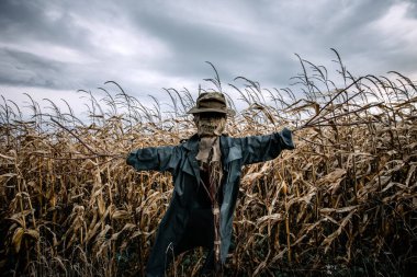 Scary scarecrow in a hat and coat on a evening autumn cornfield. Spooky Halloween holiday concept. Halloweens background