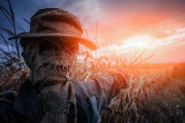 Scary scarecrow in a hat and coat on a evening autumn cornfield during sunset. Spooky Halloween holiday concept. Halloweens background