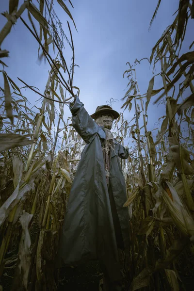 Страшное Пугало Шляпе Пальто Вечернем Осеннем Кукурузном Поле Жуткая Концепция — стоковое фото