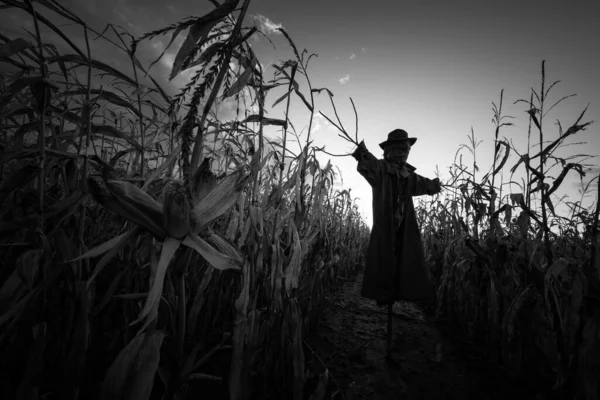 Страшное Пугало Шляпе Пальто Вечернем Осеннем Кукурузном Поле Жуткая Концепция — стоковое фото