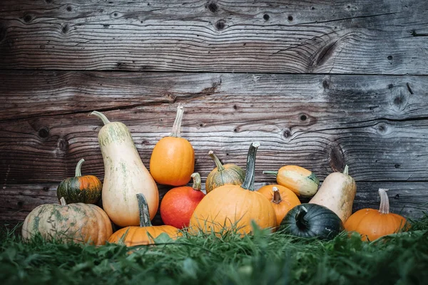 Different kind of pumpkins in autumn garden grass near old wooden wall. Halloween holiday background