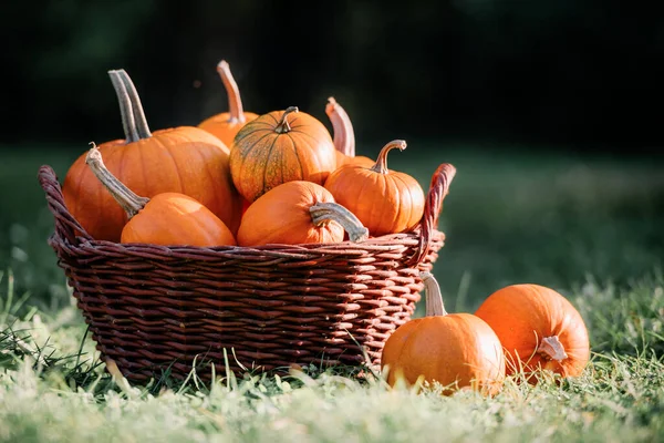 Different kind of pumpkins in garden basket. Halloween and thanksgiving holiday and autumn harvest background