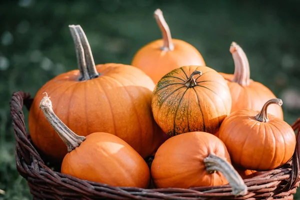 Different Kind Pumpkins Garden Basket Halloween Thanksgiving Holiday Autumn Harvest — Stock Photo, Image
