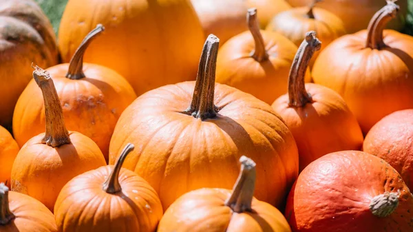 Different Kind Orange Pumpkins Closeup Halloween Holiday Autumn Background — Stockfoto